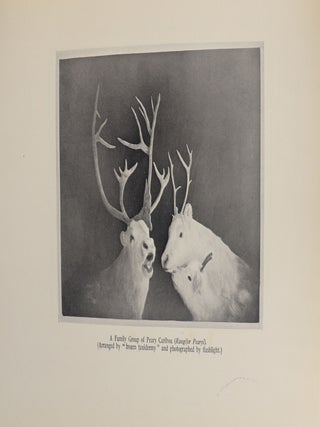 The North Pole