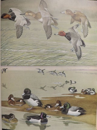 Birds of Massachusetts and Other New England States; Water Birds, Marsh Birds and Shore Birds; Land Birds from Bob-Whites to Grackles; Land Birds from Sparrows to Thrushes