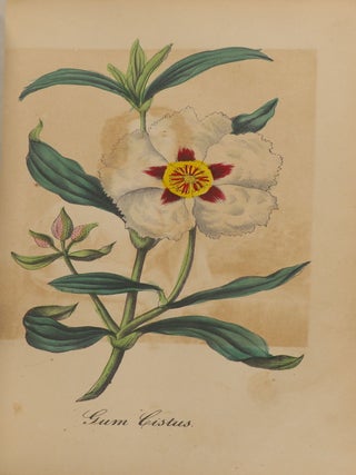 The Ladies' Wreath: An Illustrated Annual