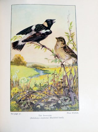 The Bird Book; Bird Neighbors and Birds that Hunt and are Hunted