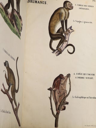 Album d'Histoire Naturelle ou Musée des Colléges des Écoles et des Familles