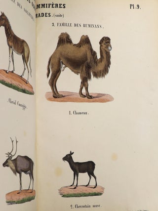 Album d'Histoire Naturelle ou Musée des Colléges des Écoles et des Familles