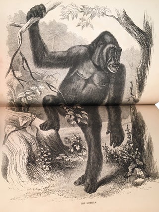 Explorations and Adventures in Equatorial Africa; With Accounts of the Manners and Customs of the People, And of the Chase of the Gorilla, The Crocodile, Leopard, Elephant, Hippopotamus, and Other Animals